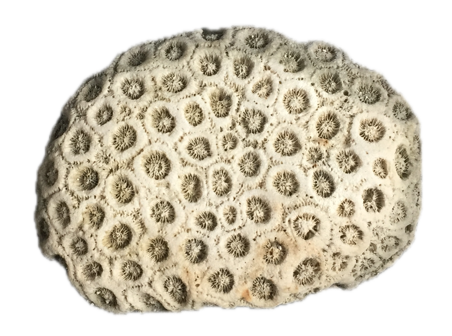 Fossil coral sample