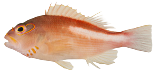 Fish specimen